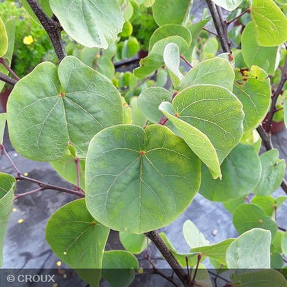 CERCIS siliquastrum