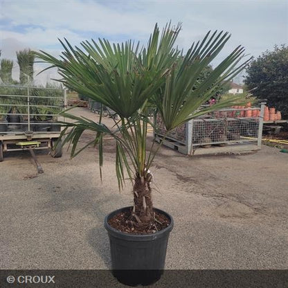 CHAMAEROPS excelsa Taille tronc