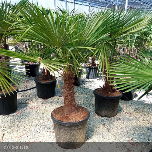CHAMAEROPS excelsa Hauteur  tronc