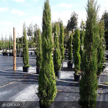 CUPRESSUS sempervirens 'Stricta'