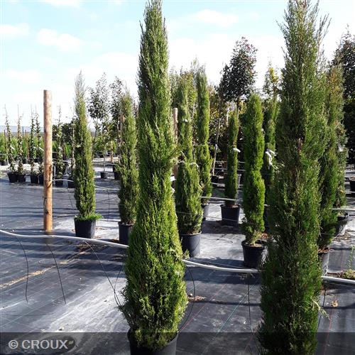 CUPRESSUS sempervirens 'Stricta'