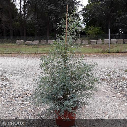 EUCALYPTUS gunnii 'France Bleu®'
