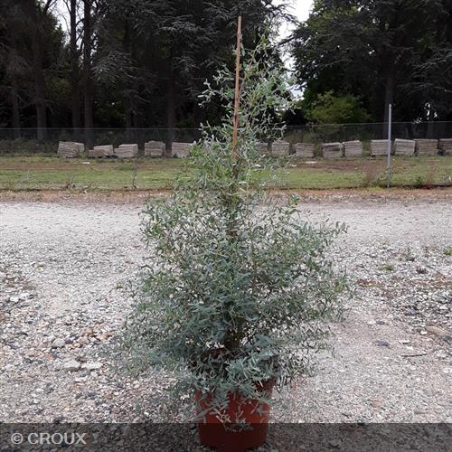 EUCALYPTUS gunnii 'France Bleu®'