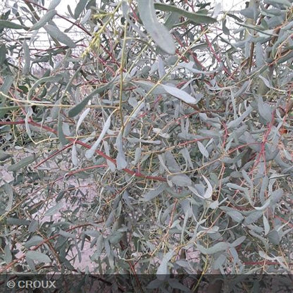 EUCALYPTUS gunnii 'France Bleu®'