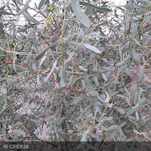 EUCALYPTUS gunnii 'France Bleu®'