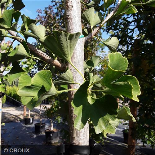 GINKGO biloba