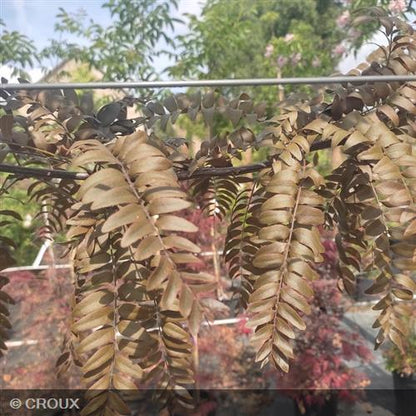 GLEDITSIA triacanthos 'Ruby Lace'