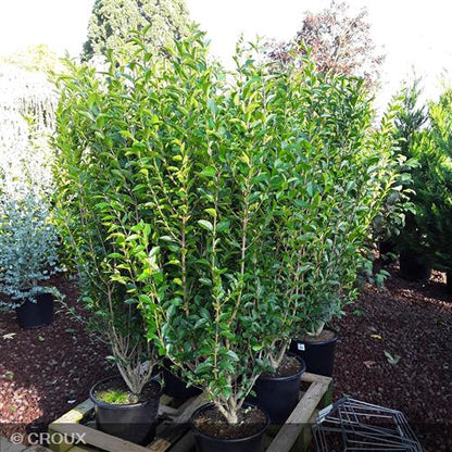 LIGUSTRUM  ovalifolium