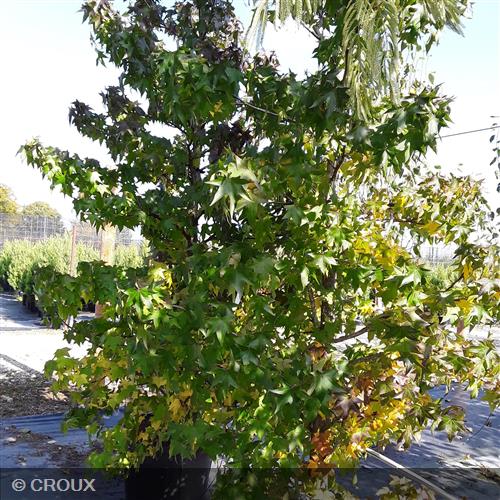 LIQUIDAMBAR styraciflua Ramifié