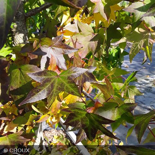 LIQUIDAMBAR styraciflua Ramifié