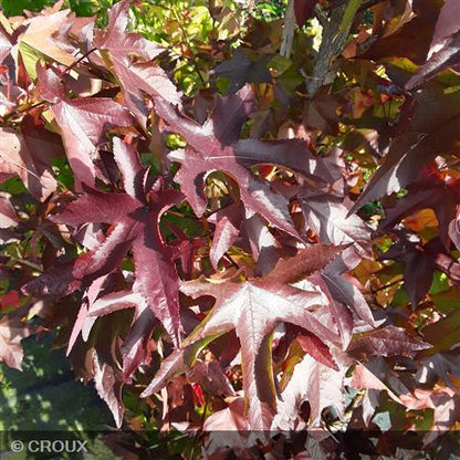LIQUIDAMBAR styraciflua 'Worplesdon'