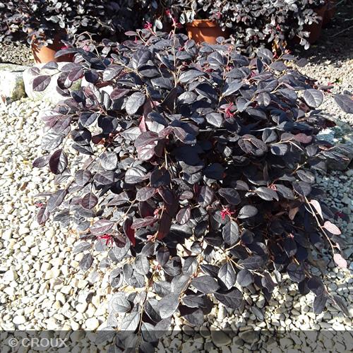 LOROPETALUM chinense 'Fire Dance'