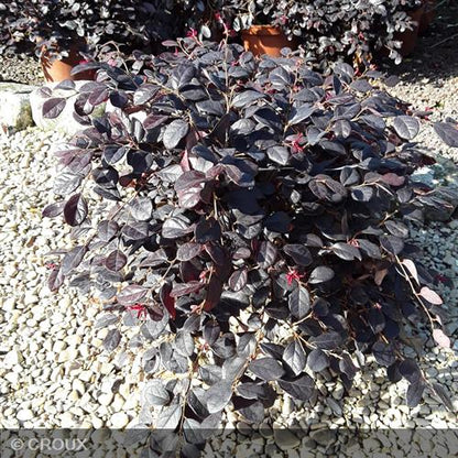 LOROPETALUM chinense 'Fire Dance'
