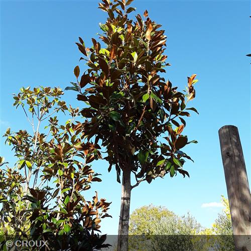 MAGNOLIA grandiflora 'Galissoniensis'