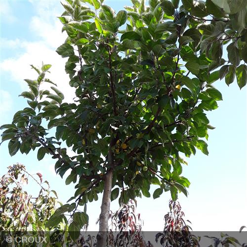 MALUS perpetu® 'Evereste'