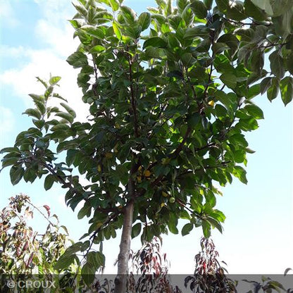 MALUS perpetu® 'Evereste'