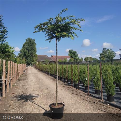 PRUNUS x subhirtella  'Autumnalis'
