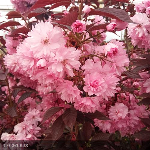 PRUNUS serrulata 'Royal Burgundy'