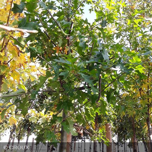 QUERCUS coccinea Splendens