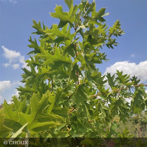 QUERCUS rubra