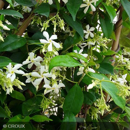 TRACHELOSPERMUM jasminoides