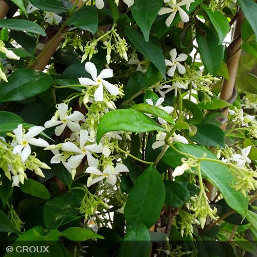 TRACHELOSPERMUM jasminoides