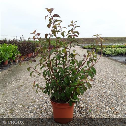 VIBURNUM x bodnantense 'Charles Lamont'