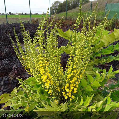 MAHONIA x media 'Winter Sun'