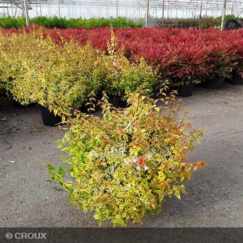 ABELIA x grandiflora 'Kaleidoscope®'