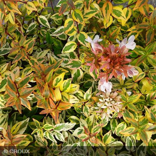 ABELIA x grandiflora 'Kaleidoscope®'