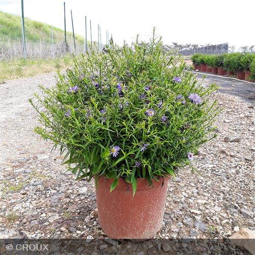ASTER dumosus 'Professor Anton Kippenberg'
