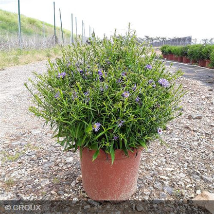 ASTER dumosus 'Professor Anton Kippenberg'