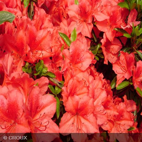 AZALEA japonica 'Crouxii Philinte'