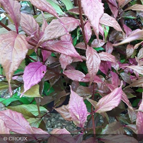 CALLICARPA dichotoma 'Cardinal'