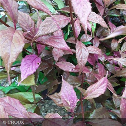 CALLICARPA dichotoma 'Cardinal'