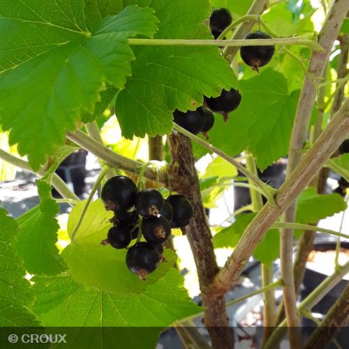RIBES nigrum 'Andega'