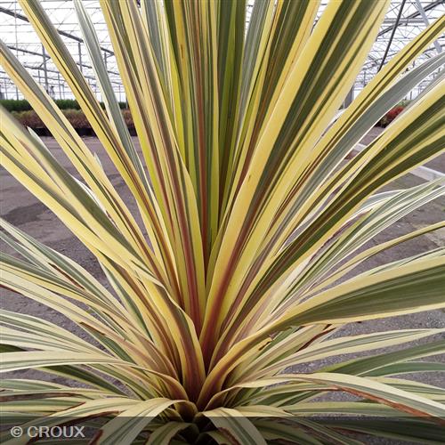 CORDYLINE australis 'Torbay Dazzler'
