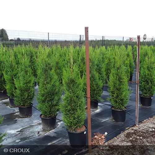CUPRESSOCYPARIS leylandii '2001'