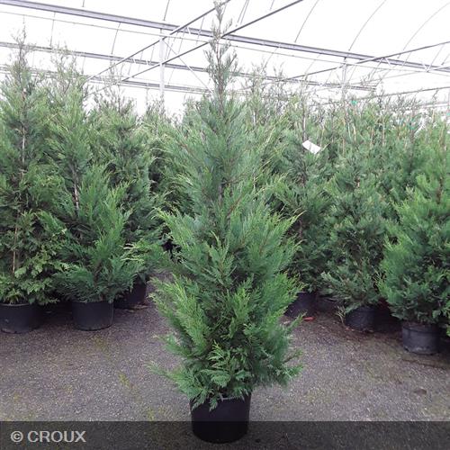 CUPRESSOCYPARIS leylandii 'Oger'