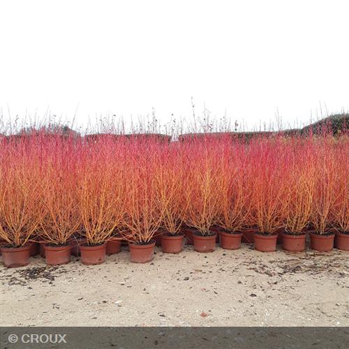 CORNUS sanguinea 'Mindwinter Fire'