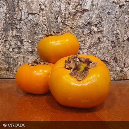 DIOSPYROS kaki 'Fuyu'
