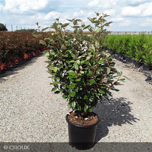 ELAEAGNUS x ebbingei 'Compacta'