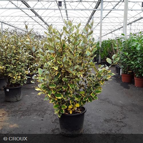 ELAEAGNUS x ebbingei 'Viveleg®'