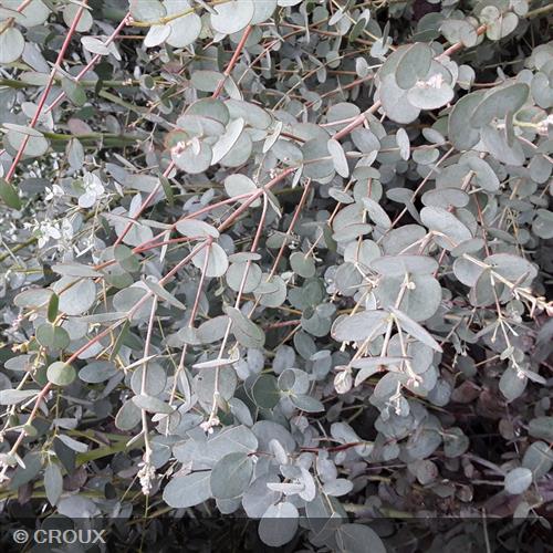 EUCALYPTUS gunnii 'Azura®'