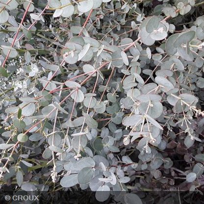 EUCALYPTUS gunnii 'Azura®'