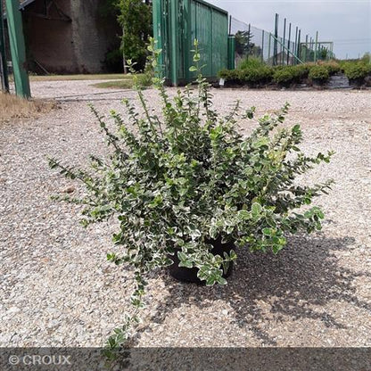 EUONYMUS fortunei 'Emerald Gaiety'