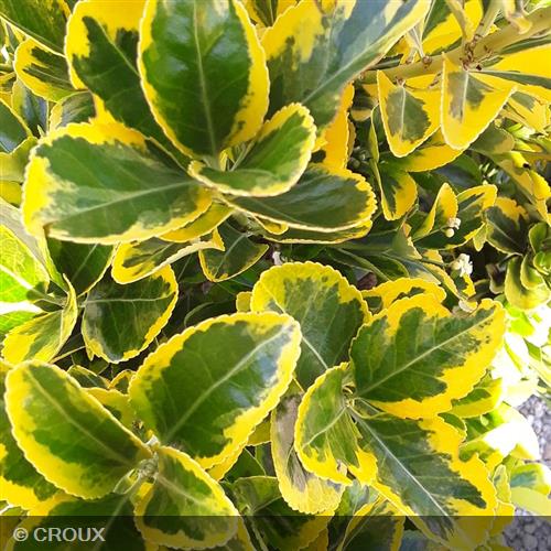 EUONYMUS japonicus 'Aureomarginatus'