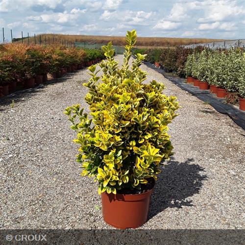 EUONYMUS japonicus 'Aureomarginatus'