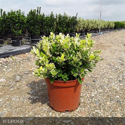 EUONYMUS japonicus 'Pierrolino®'