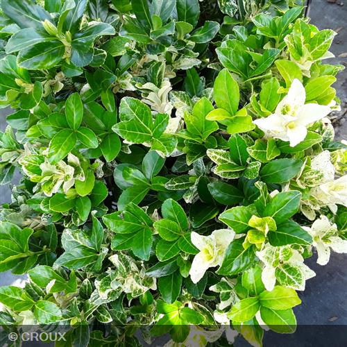 EUONYMUS japonicus 'Pierrolino®'